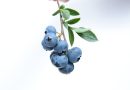 Dyrkning af blåbærbuske – Eksperttip til en vellykket høst